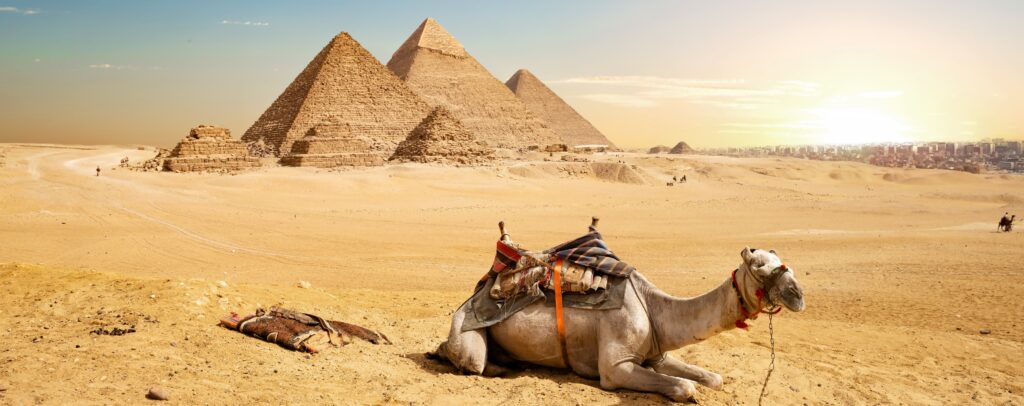 En bild på en kamel framför pyramiderna