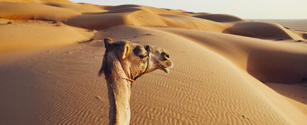 En bild på en kamel i öknen