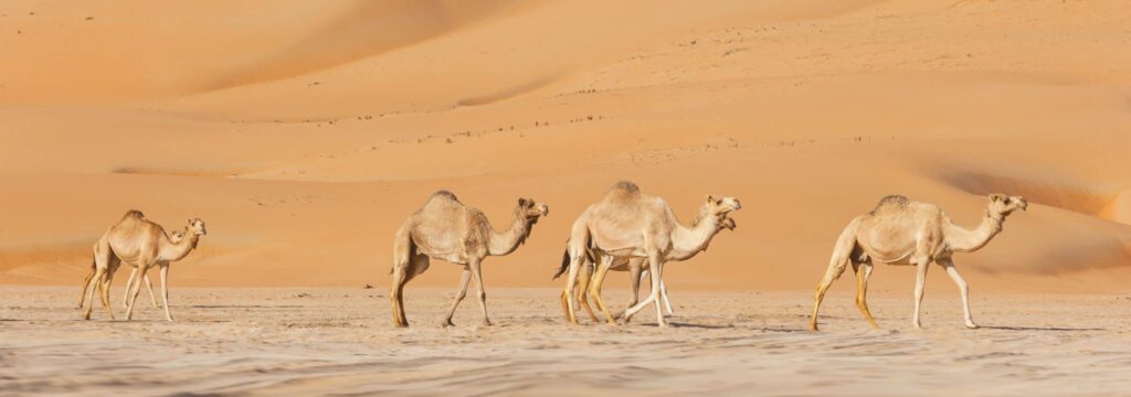 En bild på kameler i öknen