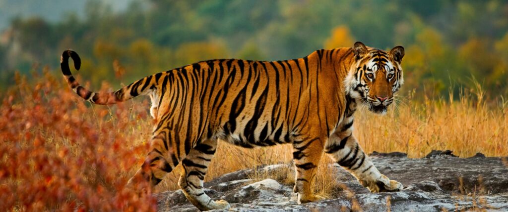 tigersafari i india