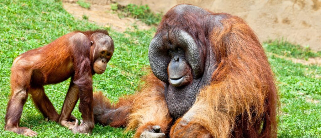 En bild på två orangtuanger