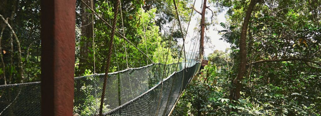 En bild på en hängbro i djungeln