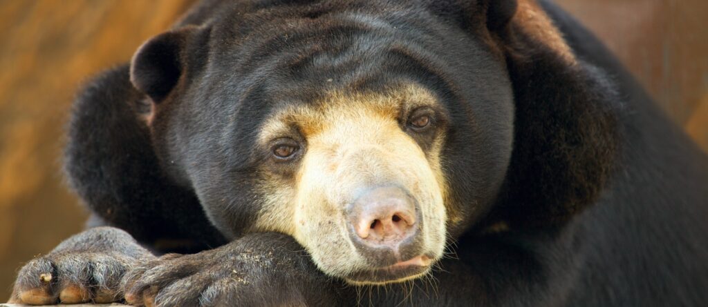 En bild på en malajbjörn
