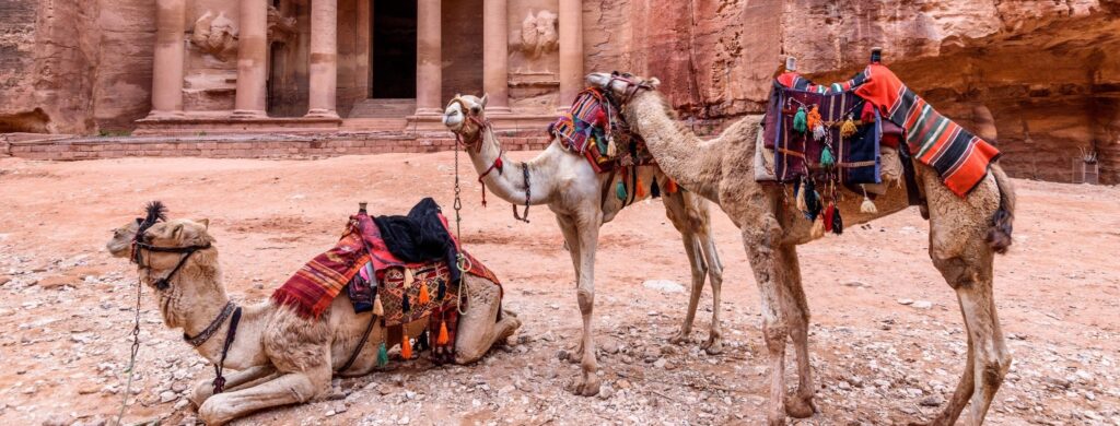 En bild på kameler i Petra