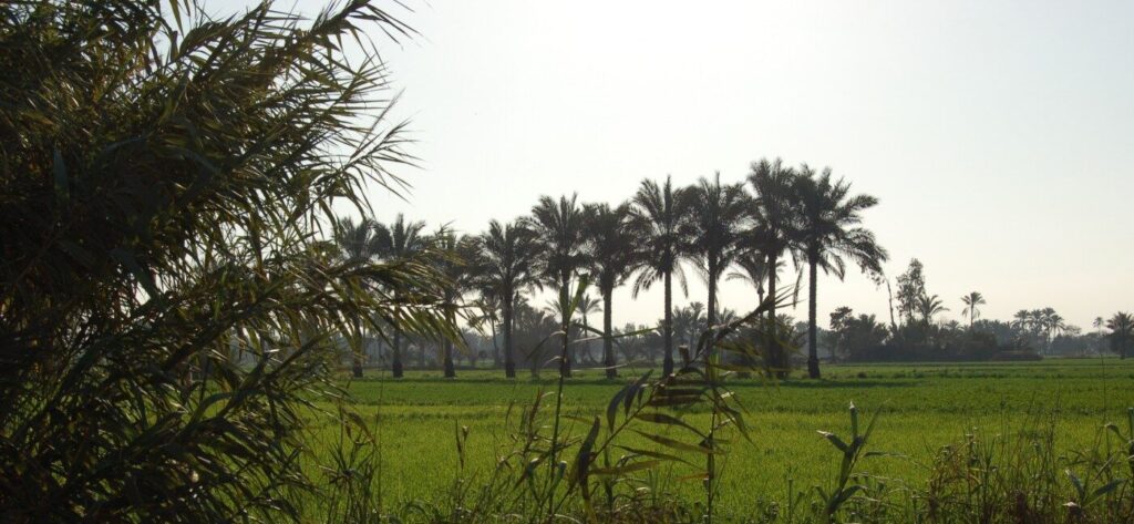 En bild på palmer bland odlingarna i deltat