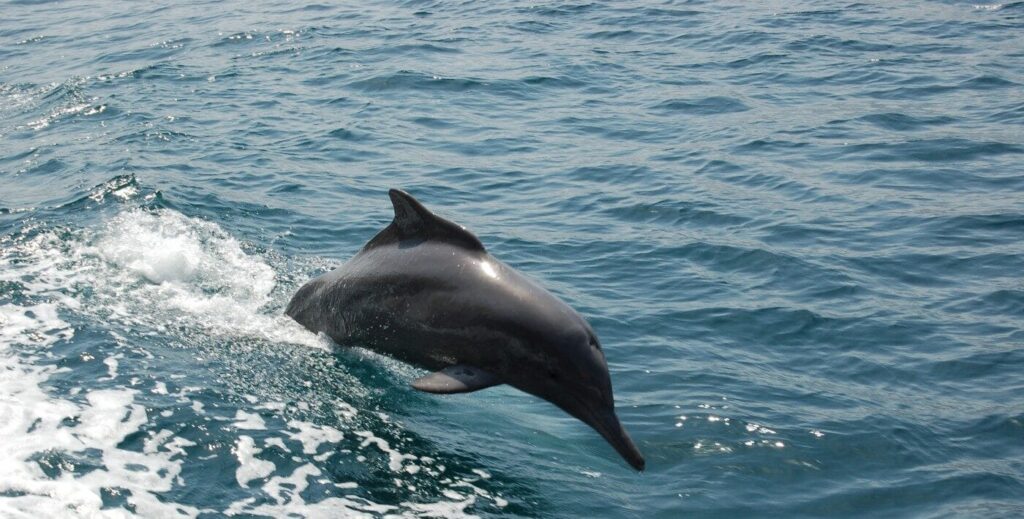 En bild på en delfin